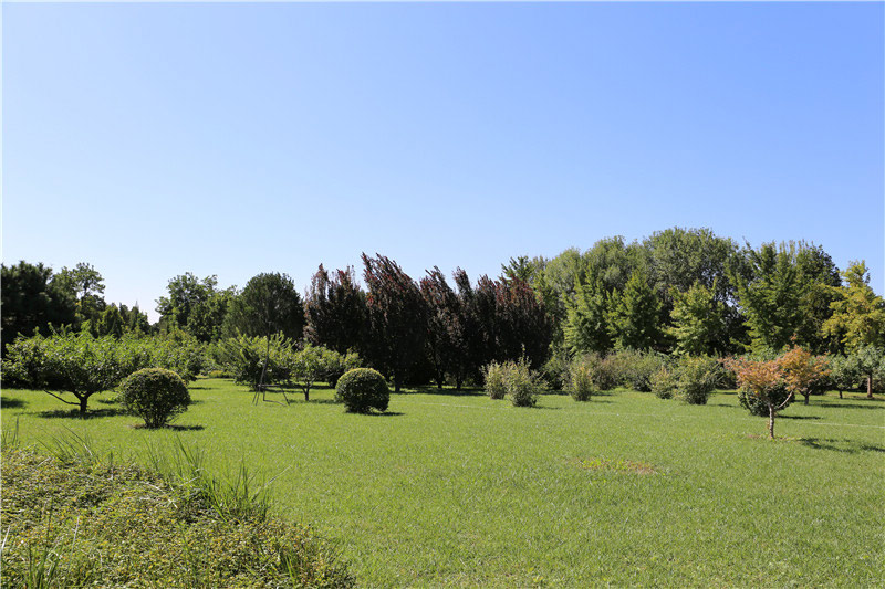 万安公墓草坪绿化 万安公墓草坪绿化